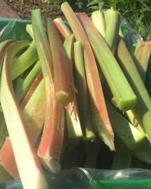rhubarb