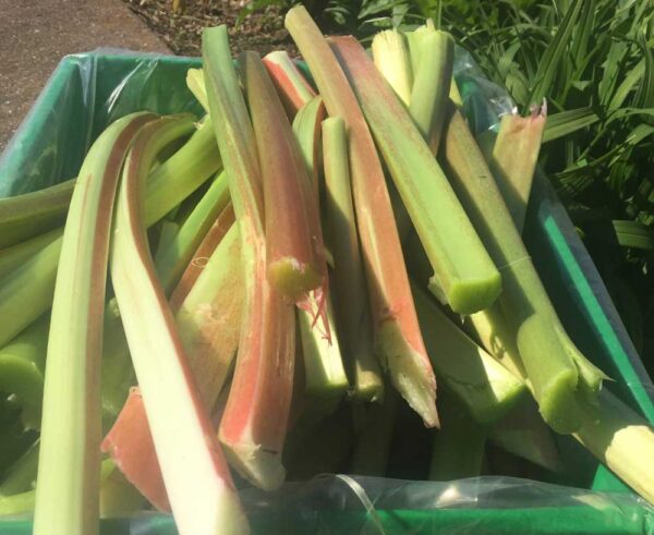 rhubarb