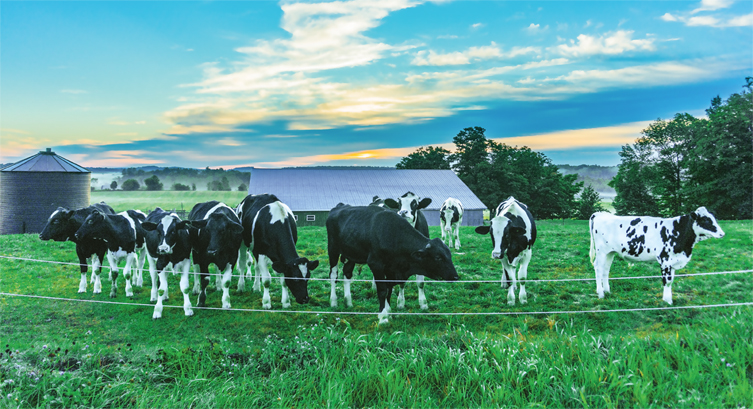 Cattle grazing on open pasture